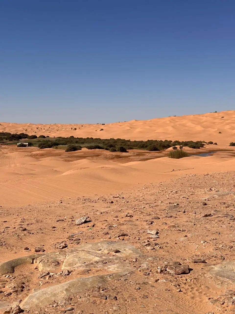 Palms and dunes near Douz